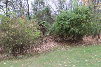 Keep Your Lawn Looking Neater!