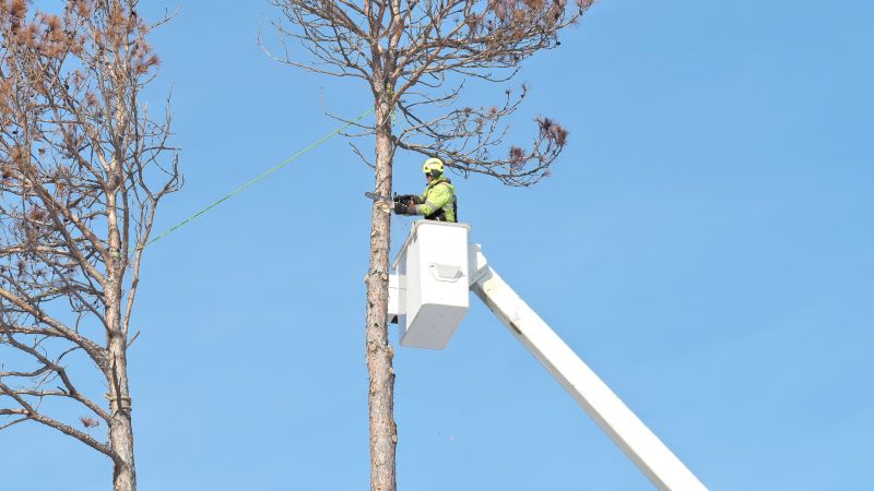 Tree Removal Service in Pottstown, PA