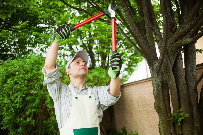 Tree and Shrub Removal Experts