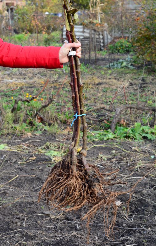 Shrub Root Removal Services & Specials